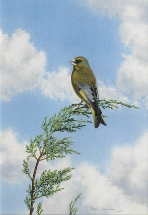 Item #6530 Singing Male Greenfinch High up on a Cypress 1978. Peter Trusler