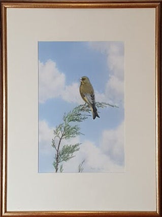 Singing Male Greenfinch High up on a Cypress 1978