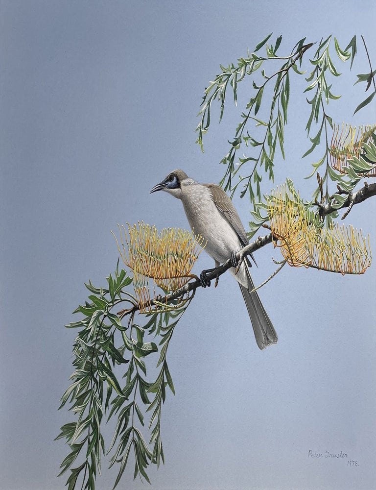 Item #6531 Little Friarbird and Silky Oak 1978. Peter Trusler.
