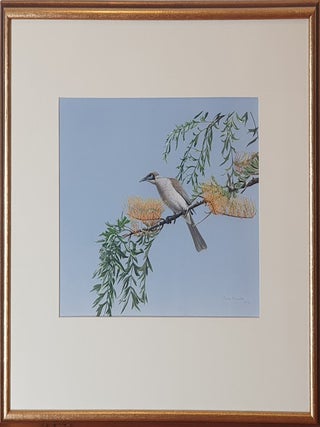 Little Friarbird and Silky Oak 1978