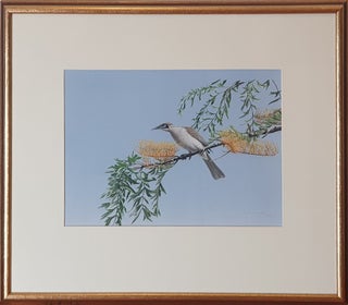 Little Friarbird and Silky Oak 1978