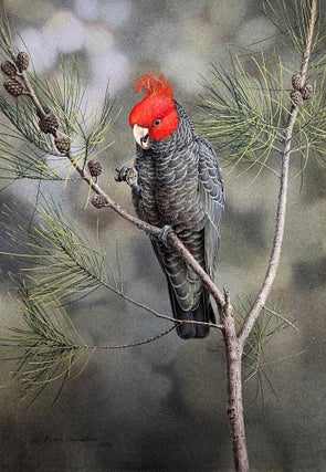 Item #6533 Gang-Gang Cockatoo 1978. Peter Trusler