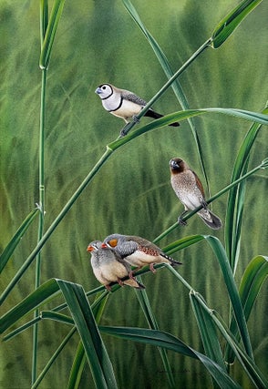 Item #6534 A pair of Allopreening Zebra Finches, with Double-barred Finch and introduced Spice...