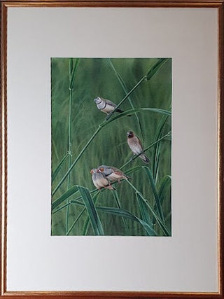 A pair of Allopreening Zebra Finches, with Double-barred Finch and introduced Spice Finch 1979