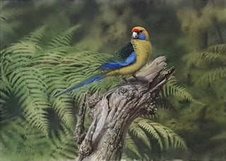 Item #6535 Male Green Rosella on a Tasmanian Tree-fern 1979. Peter Trusler