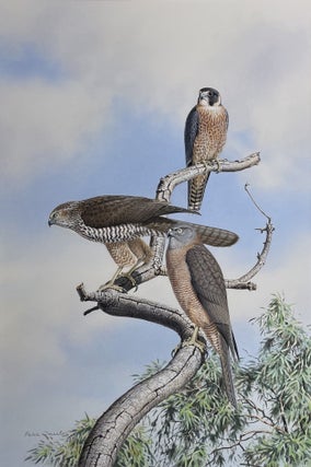 Item #6537 The Bird Hunters, Little Falcon and Brown Goshawk 1978. Peter Trusler