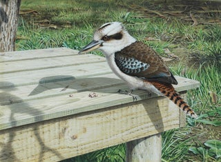 Item #6538 A Kookaburra at the Picnic Table with a Treat 1978. Peter Trusler