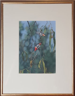 Berry Peckers in the Mistletoe