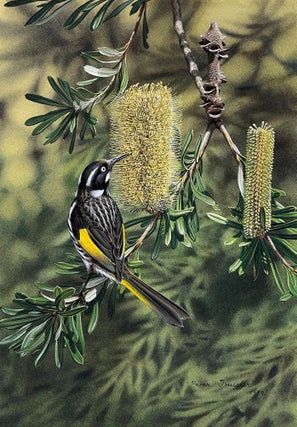 Item #6540 New Holland Honeyeater. Peter Trusler