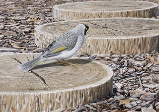 Item #6541 Noisy Miner in the Local Park 1978. Peter Trusler