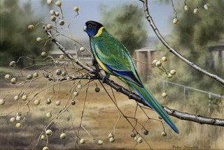 Item #6544 Port Lincoln Parrot in an Alice Springs Garden 1978. Peter Trusler