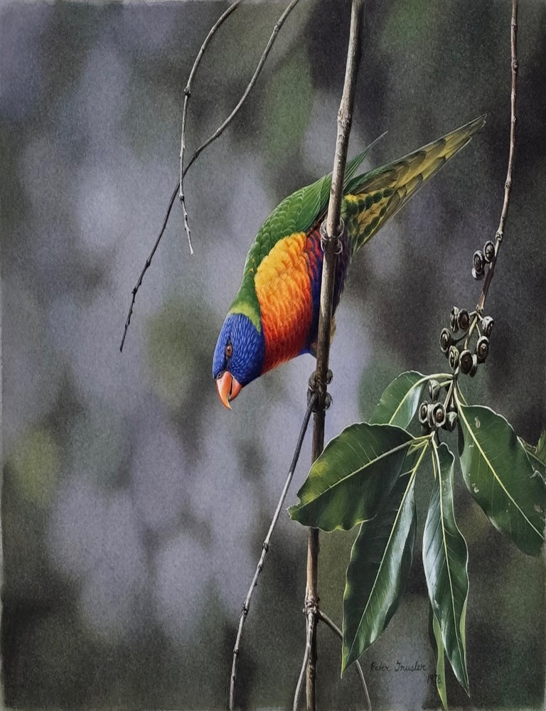 Item #6546 Rainbow Lorikeet in a Suburban Garden 1978. Peter Trusler.