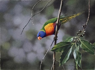 Item #6546 Rainbow Lorikeet in a Suburban Garden 1978. Peter Trusler