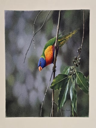 Rainbow Lorikeet in a Suburban Garden 1978