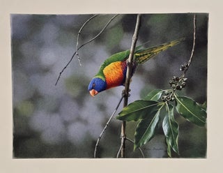 Rainbow Lorikeet in a Suburban Garden 1978