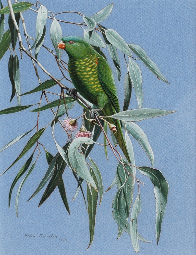 Item #6549 Scaly-breasted Lorikeet feeding on a Yellow (pink variety) Gum 1978. Peter Trusler.