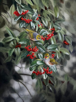 Item #6550 Silvereyes in a Cotoneaster Bush. Peter Trusler