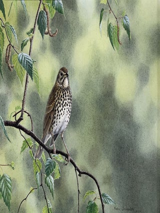 Item #6556 A Lone Song Thrush in the Dandenongs 1977. Peter Trusler