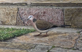 Item #6557 Spotted Turtle Dove and Rock-wall Garden Border 1978. Peter Trusler