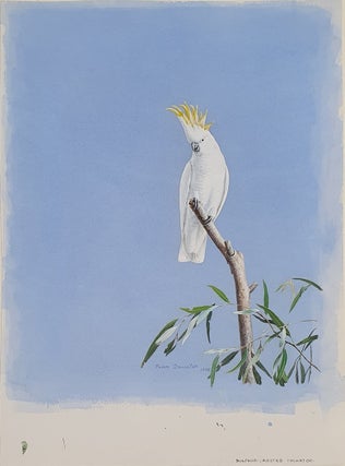Sulphur-Crested Cockatoo on High Alert 1978