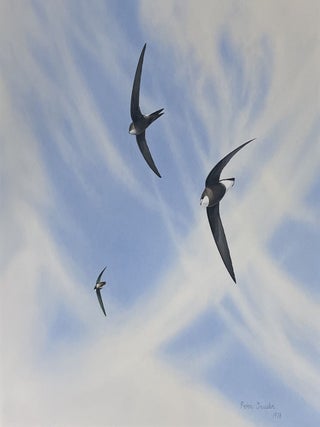 Item #6560 Swifts. Peter Trusler