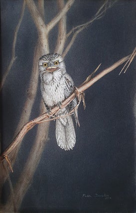 Item #6561 Tawny Frogmouth Hunting at Night. Peter Trusler