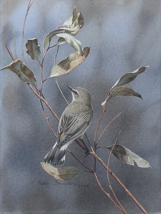Item #6563 Western Gerygone Inconspicuous in Dead Foliage 1979. Peter Trusler