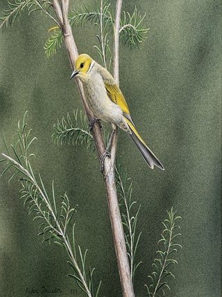 Item #6565 White-Plumed Honeyeater 1979. Peter Trusler