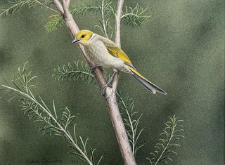 Item #6565 White-Plumed Honeyeater 1979. Peter Trusler