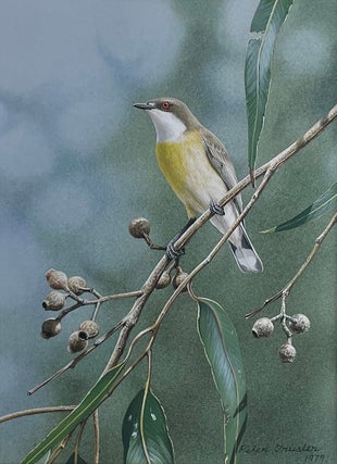 Item #6566 White-Throated Gerygone Making Itself Known 1979. Peter Trusler