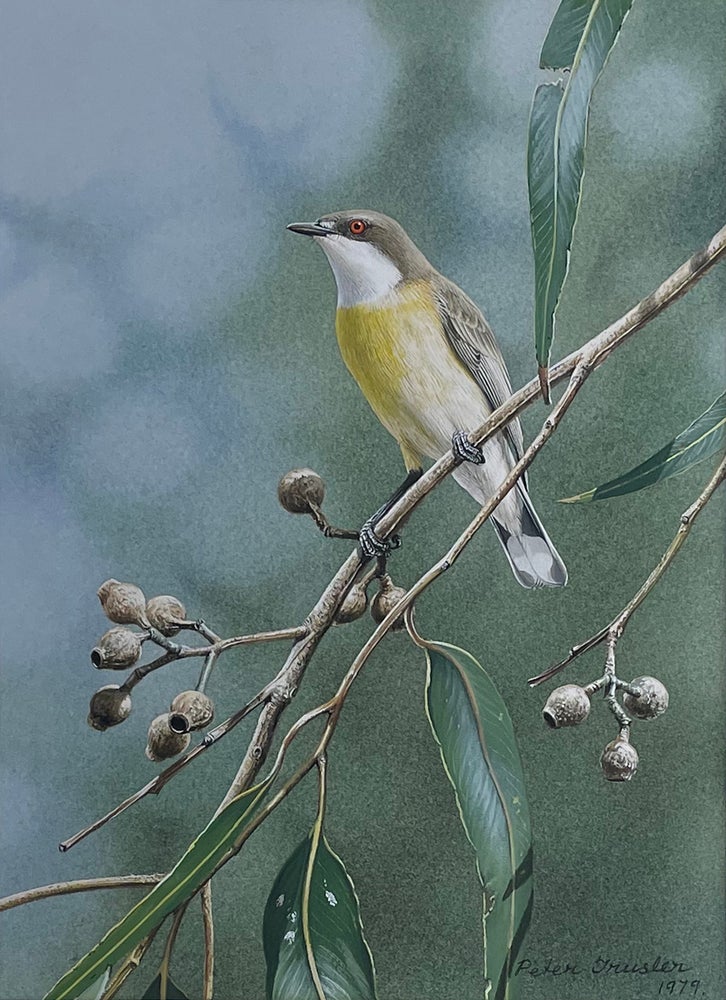 Item #6566 White-Throated Gerygone Making Itself Known 1979. Peter Trusler.