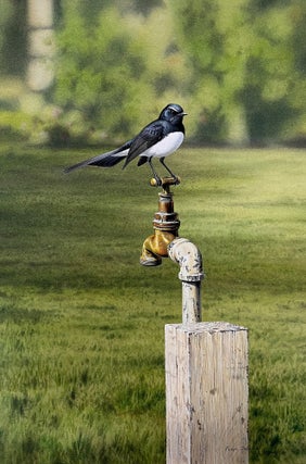 Item #6568 Willie Wagtail. Peter Trusler
