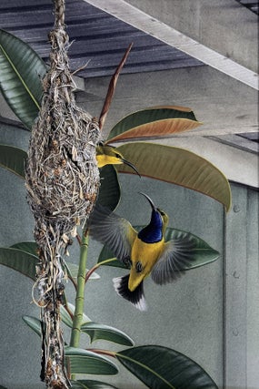Item #6569 Yellow-bellied Sunbirds Nesting under a Queenslander. Peter Trusler