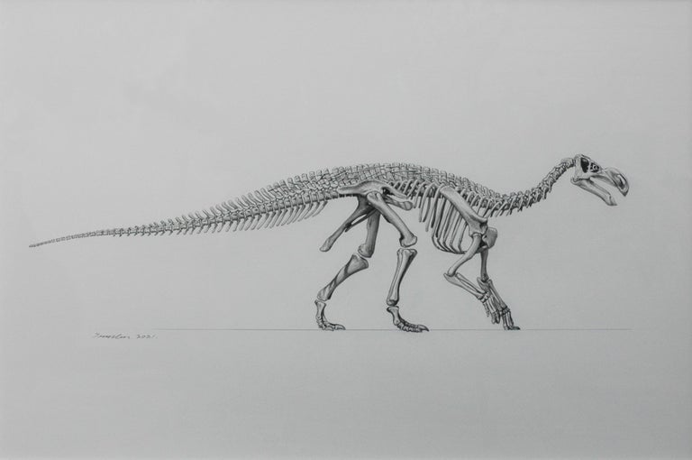 Item #6604 Skeletal Reconstruction of Muttaburrasaurus langdoni 2021. Peter Trusler.