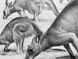 Mob of Kangaroos, Inverloch 2022