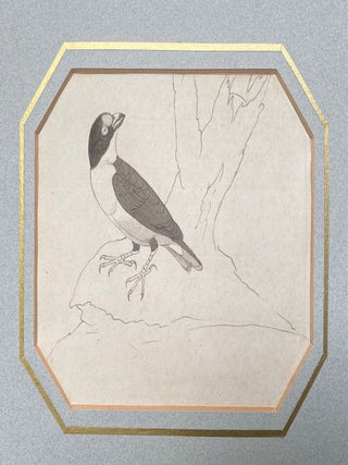 Asian Shrike