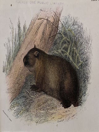 Tasmanian Wombat 1894