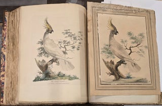 The Crested Cockatoo of New South Wales