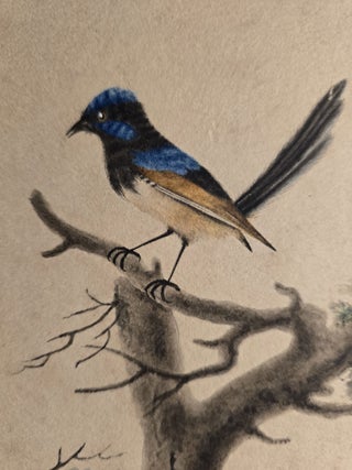 The Superb Warblers of New South Wales