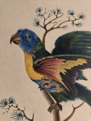 The Blue Bellied Parrot from New South Wales