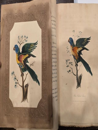 The Blue Bellied Parrot from New South Wales