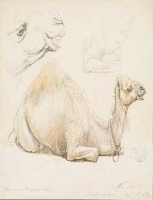 Item #740 The Younger Camel 1878. William Strutt.