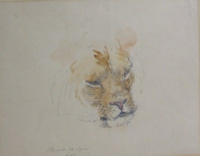 Item #741 Lion, London Zoo 1901. William Strutt.