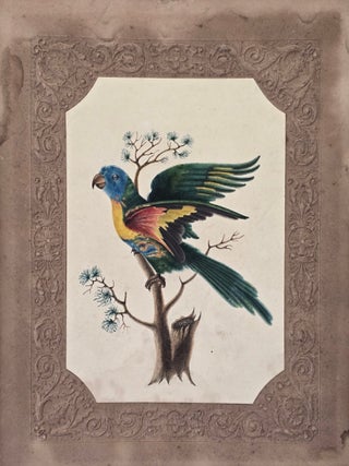 Blue Bellied Parrot; Superb Warblers and&nbsp;Crested Cockatoo