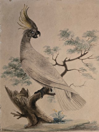 Blue Bellied Parrot; Superb Warblers and&nbsp;Crested Cockatoo
