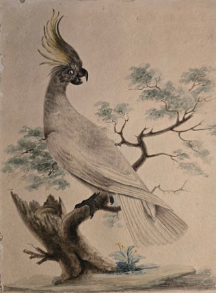 Blue Bellied Parrot; Superb Warblers and Crested Cockatoo