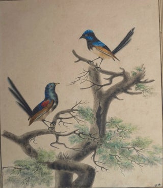 Blue Bellied Parrot; Superb Warblers and Crested Cockatoo