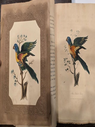 Blue Bellied Parrot; Superb Warblers and&nbsp;Crested Cockatoo
