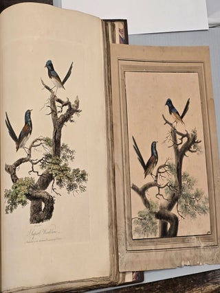 Blue Bellied Parrot; Superb Warblers and&nbsp;Crested Cockatoo