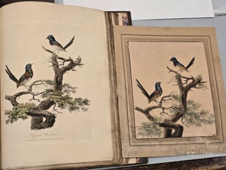 Blue Bellied Parrot; Superb Warblers and Crested Cockatoo